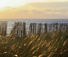 Carla Fotografie - Natuur - Maasvlakte 